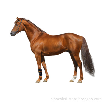 Flexible LED Equine Red Light Therapy Belt for Pain Management